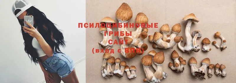 Галлюциногенные грибы Psilocybine cubensis  наркотики  Кизел 